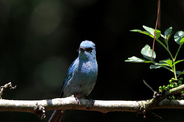 ������ͭ���l 