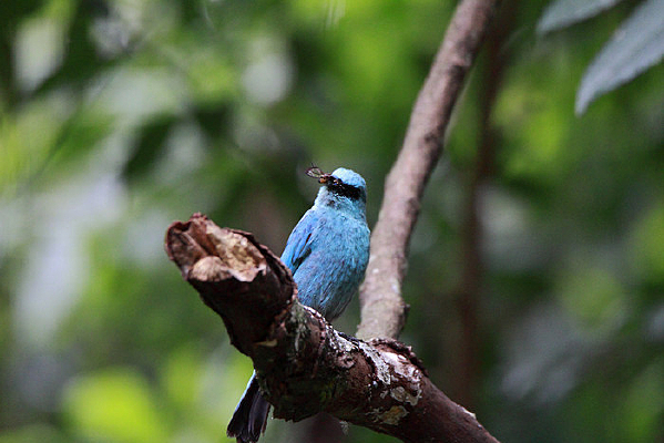 ��ʳ��ͭ���l 