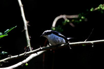 ʢ���С�߼��l