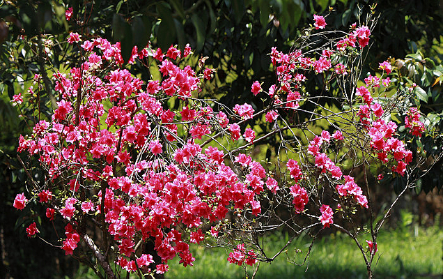 �ٻ����޵Ķž黨