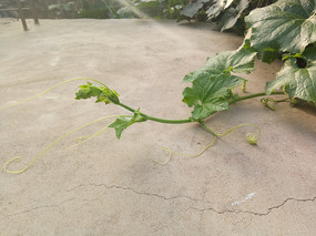 �����Ĺ���