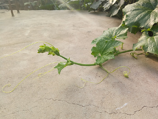 �����Ĺ���