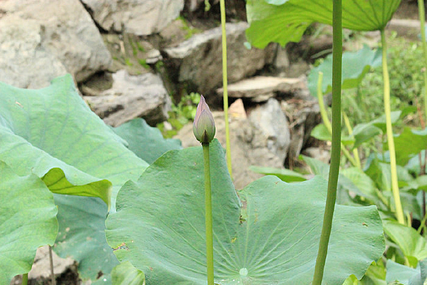 �ȴ����ŵĺɻ�