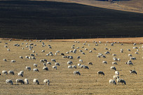 �����ɿݲݳ��ϵ���Ⱥ