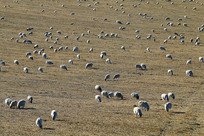 ���������ɿݲݳ��ϵ���Ⱥ 