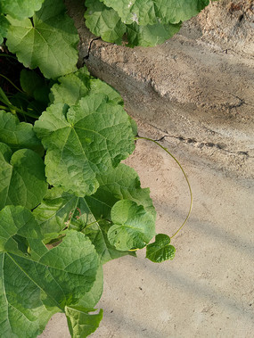 ˮ����ϵ���Ҷ