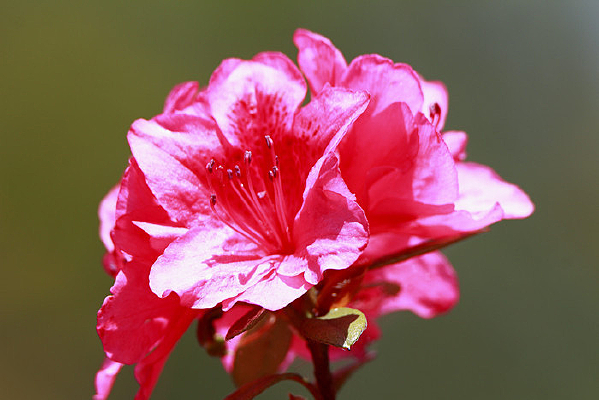 �����Ķž黨