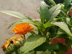 һ��Ҷ���µĽ�յ��