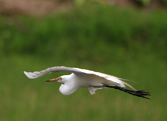 չ������