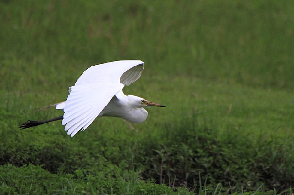 չ�ῡ�ε����