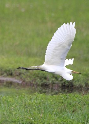 չ�����������