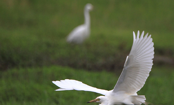 չ�����������