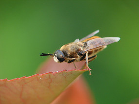 ��ɫ����ǰ�İױ�ˮ�