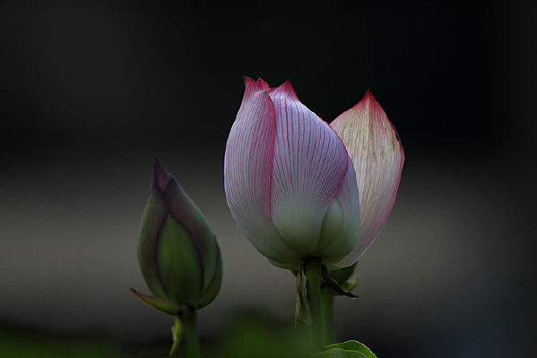 ���������ĺɻ�