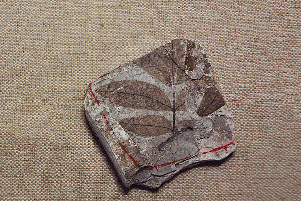 ���һ�ʯ�걾 