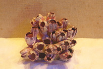 ����Ⱥ�� 