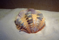 ���ʻ���Ƭ������ 