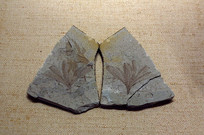 ʷǰֲﻯʯ