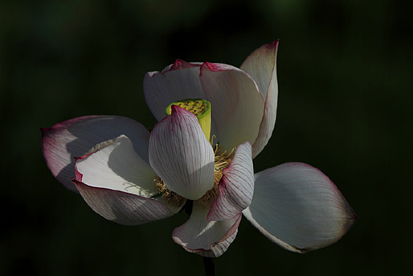 �ٻ����ŵĺɻ�