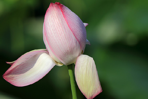 �������˵ĺɻ�