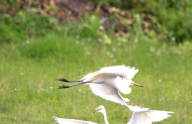 ݺ���������� 