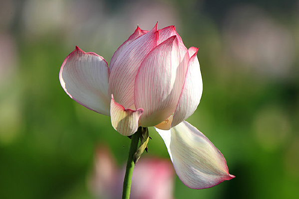 �����껪�ĺɻ�