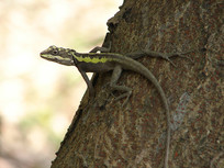 ��֦�ϵ�����