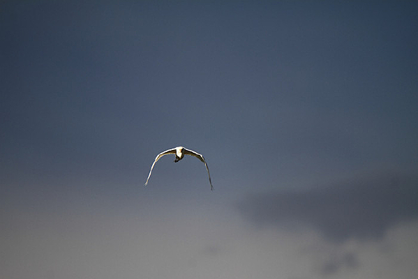 չ�Ử������ 