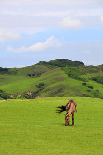 ��ԭ����ë������ɹ���