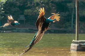 ��ȸ���е�˲��