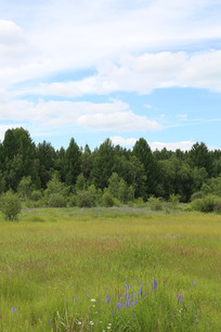 �����µĲݵ�ʪ��