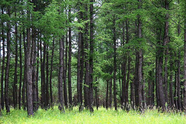 ï�ܵ�ɭ������