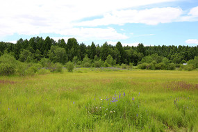 �����Ӳݵ�ʪ��