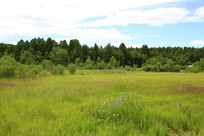 �����Ӳݵ�ʪ��