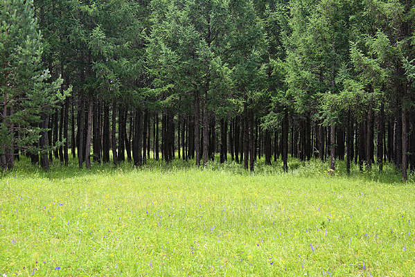 ɭ���еĲݵ�