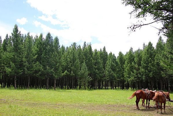 ɭ���е���ƥ