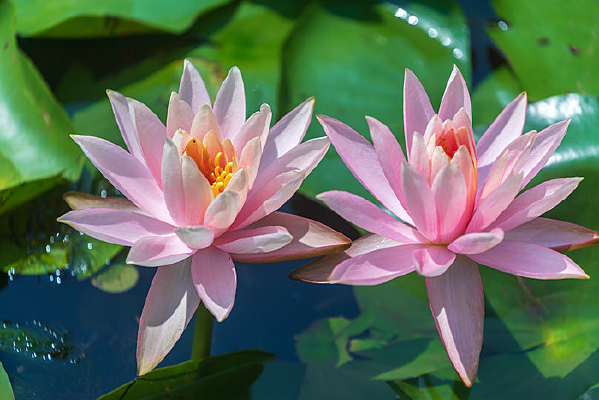 һ��ʢ����˯��