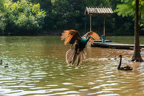 һֻ���е�����ȸ