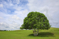 ��ԭ�̵��ϵĴ���