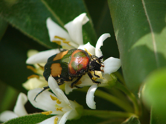 �û��İ��໨���