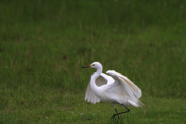 ݺ����������