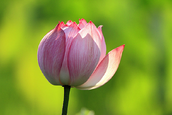 ��˵��˵�ĺɻ� 