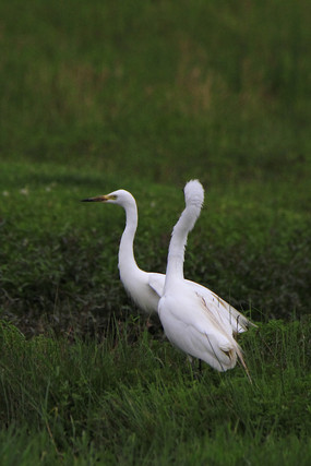 �������ߵ����