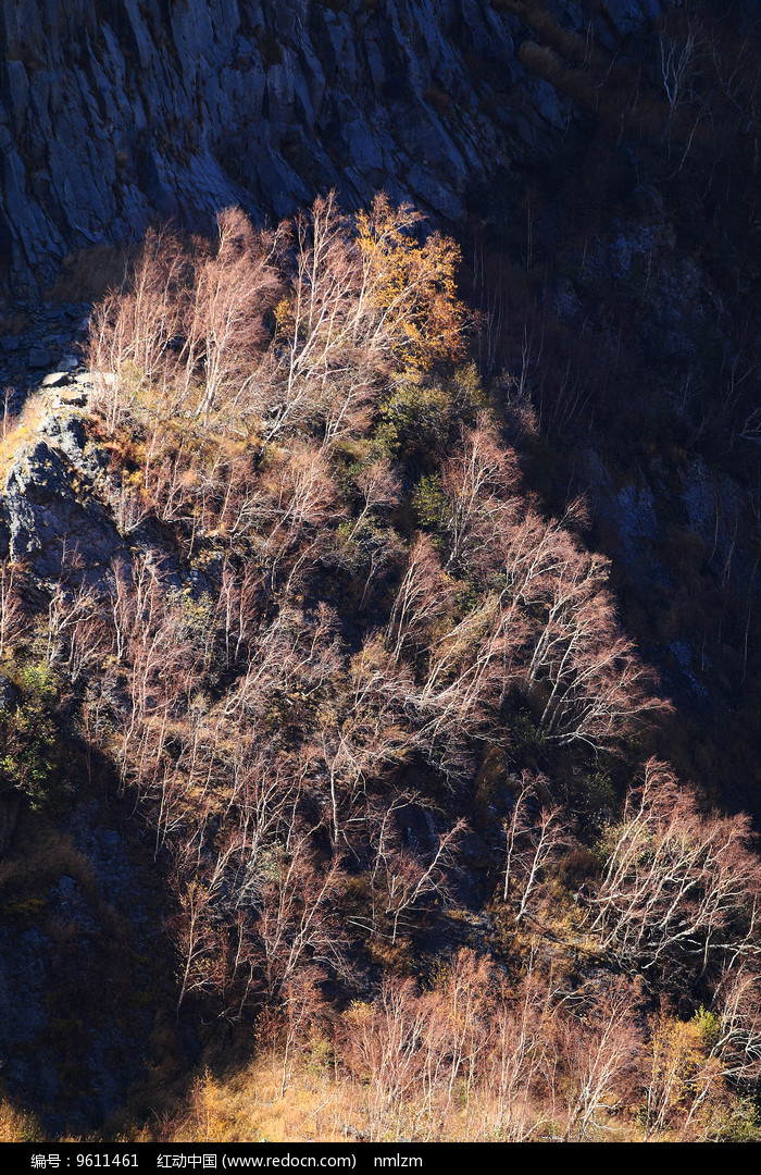 长白山林区岳桦林秋色