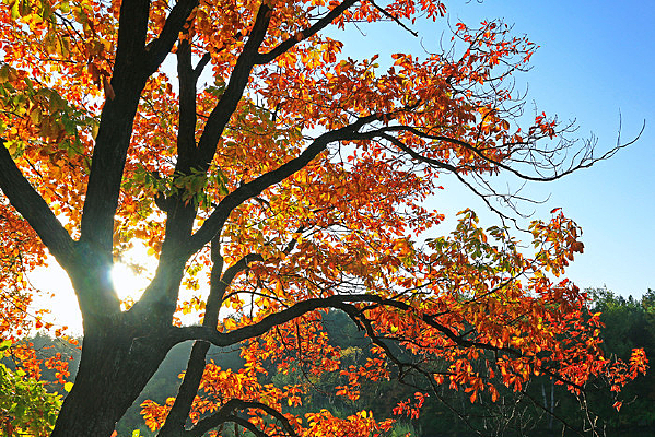 ����ɽ��Ҷ����