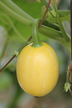 ��԰���С�Ϲ�