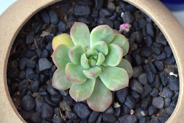 ��������˹