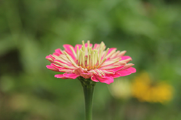 ��ɫ���پջ���