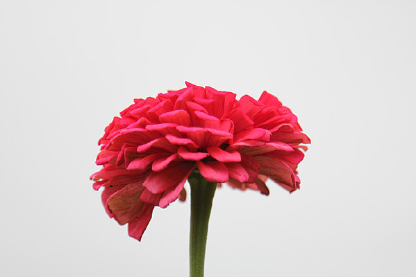 ��ɫ�����پջ���