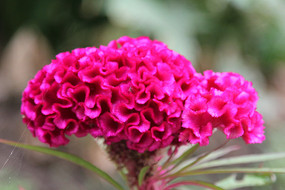 ���ڻ�����